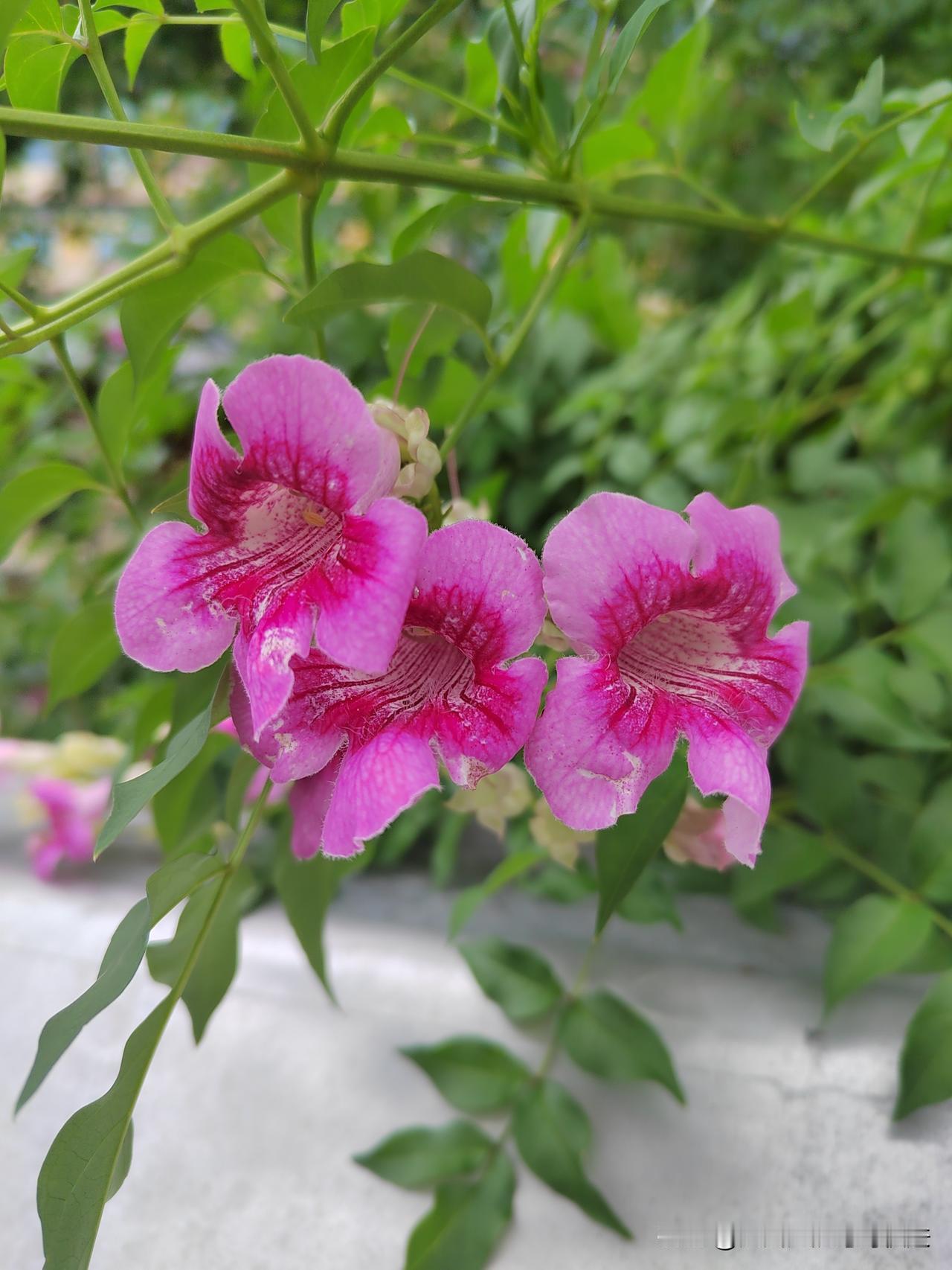 随手拍芙蓉花今天路过公园，看到的并不是芙蓉花，而是本人从未见过的绿植，花朵虽然小