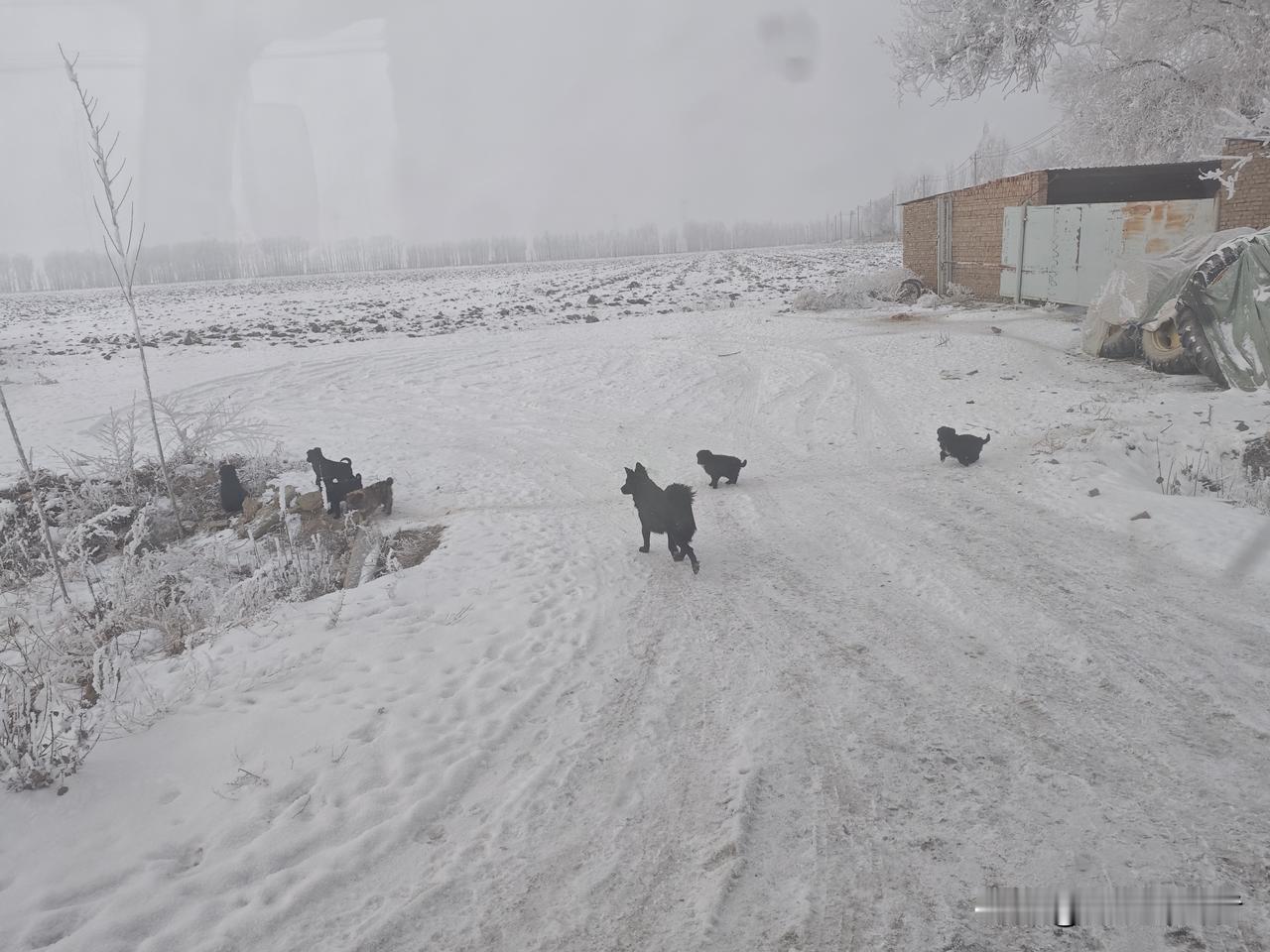 雪地里流浪狗妈妈带着崽崽们，狗妈妈拦车，似乎想让过往的人领养她的孩子！毕竟新疆此