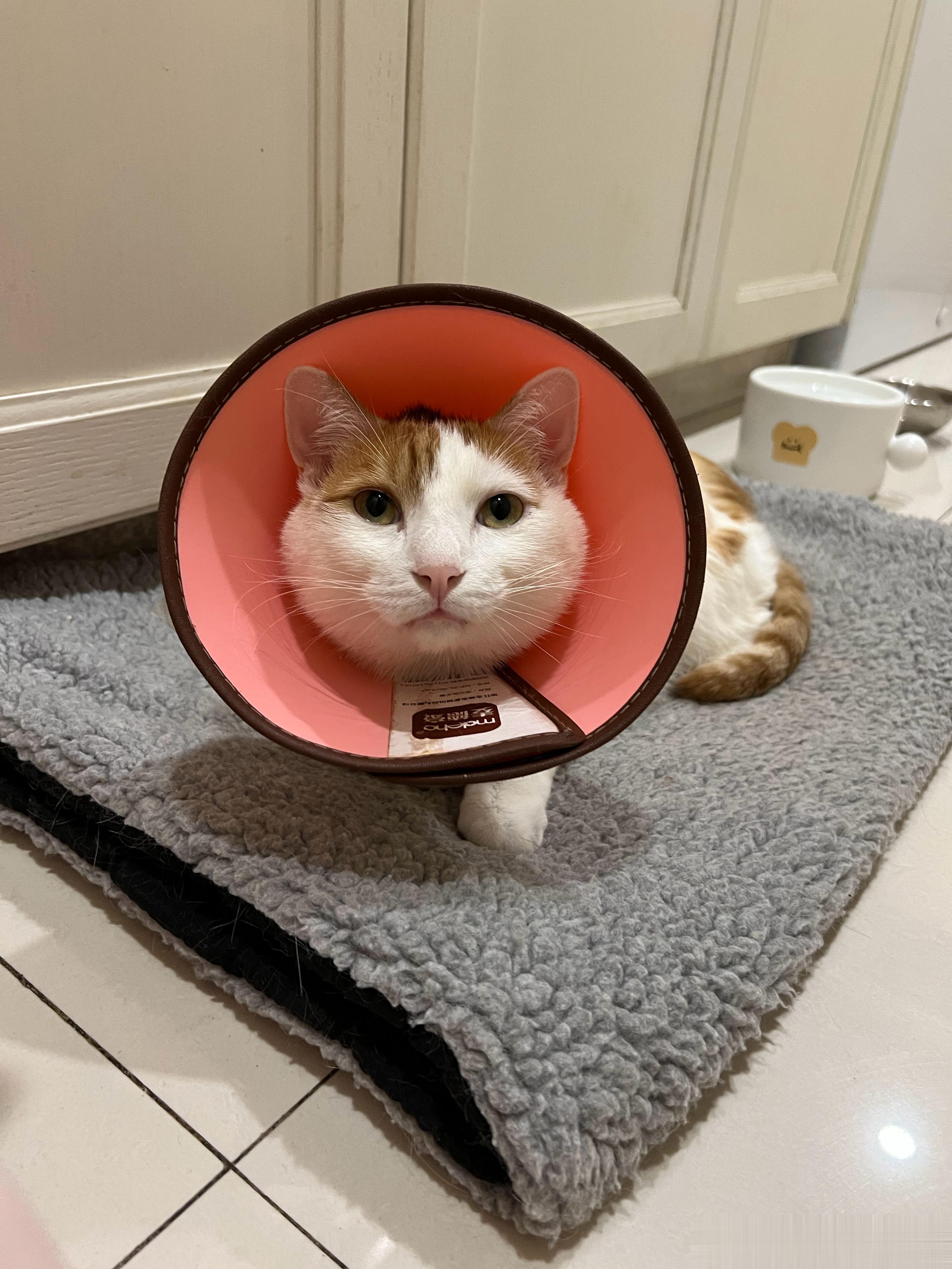 我说实话吧，实际上猴猴没有被咬伤，他就是做整容手术去了，现在恢复期不方便出镜，等