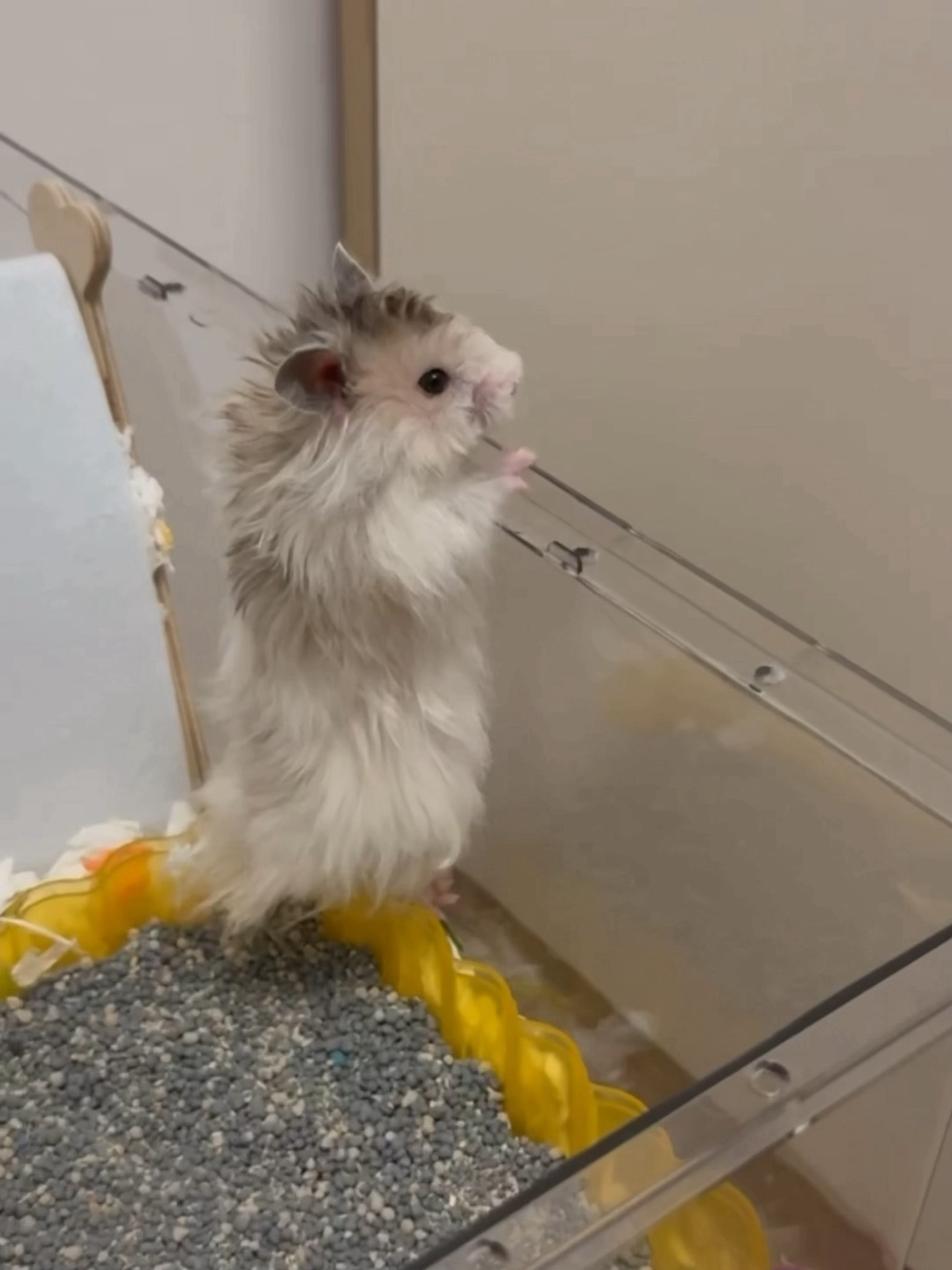 抓拍到一只想越狱的鼠鼠 