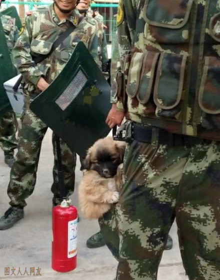 便携式警犬……萌cry了[哈哈] ​​​