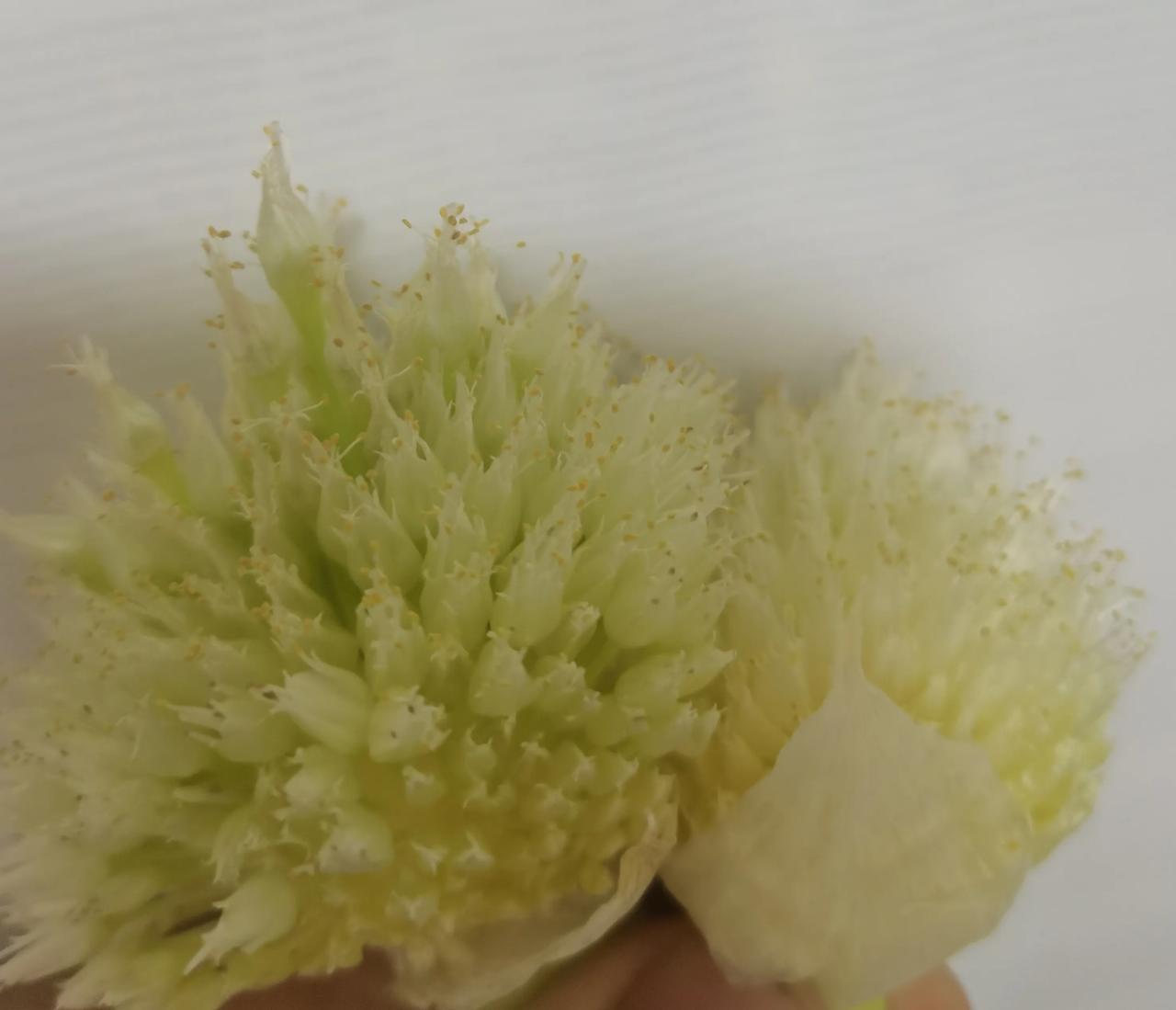 无所不知的条友们，知道这是什么花吗？
我敢说大多数人都不认识，甚至都没有见过。