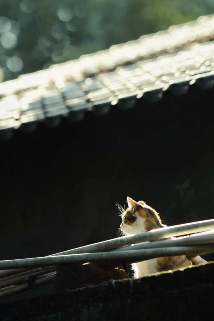 人经历过复杂之后，确实就想要回到简单。但是，回去的路就跟当初走来的路一样，仍然是