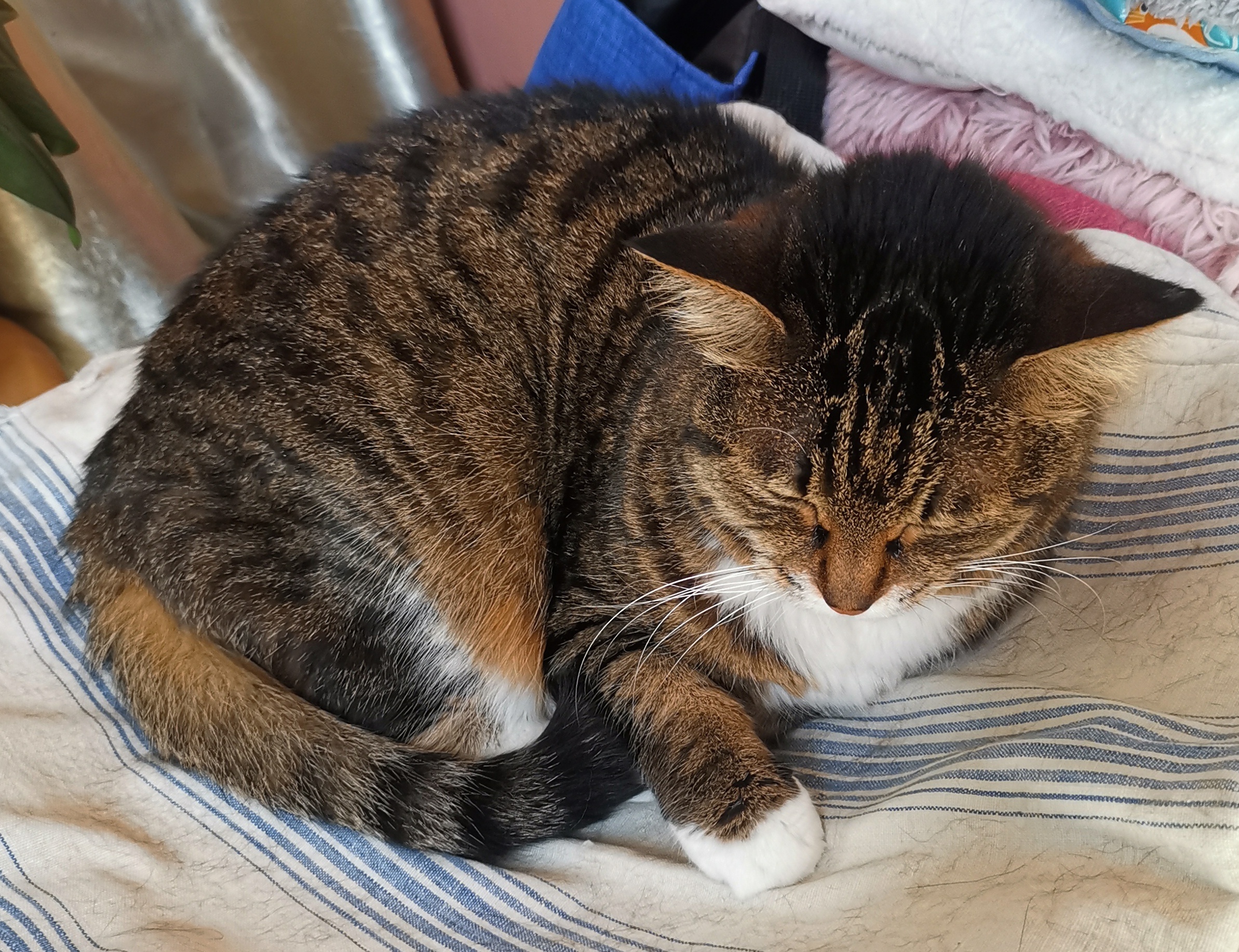 猫宁。今日多帅强弟。一日二猫，洋猫与多帅很像，中猫露出半张脸。