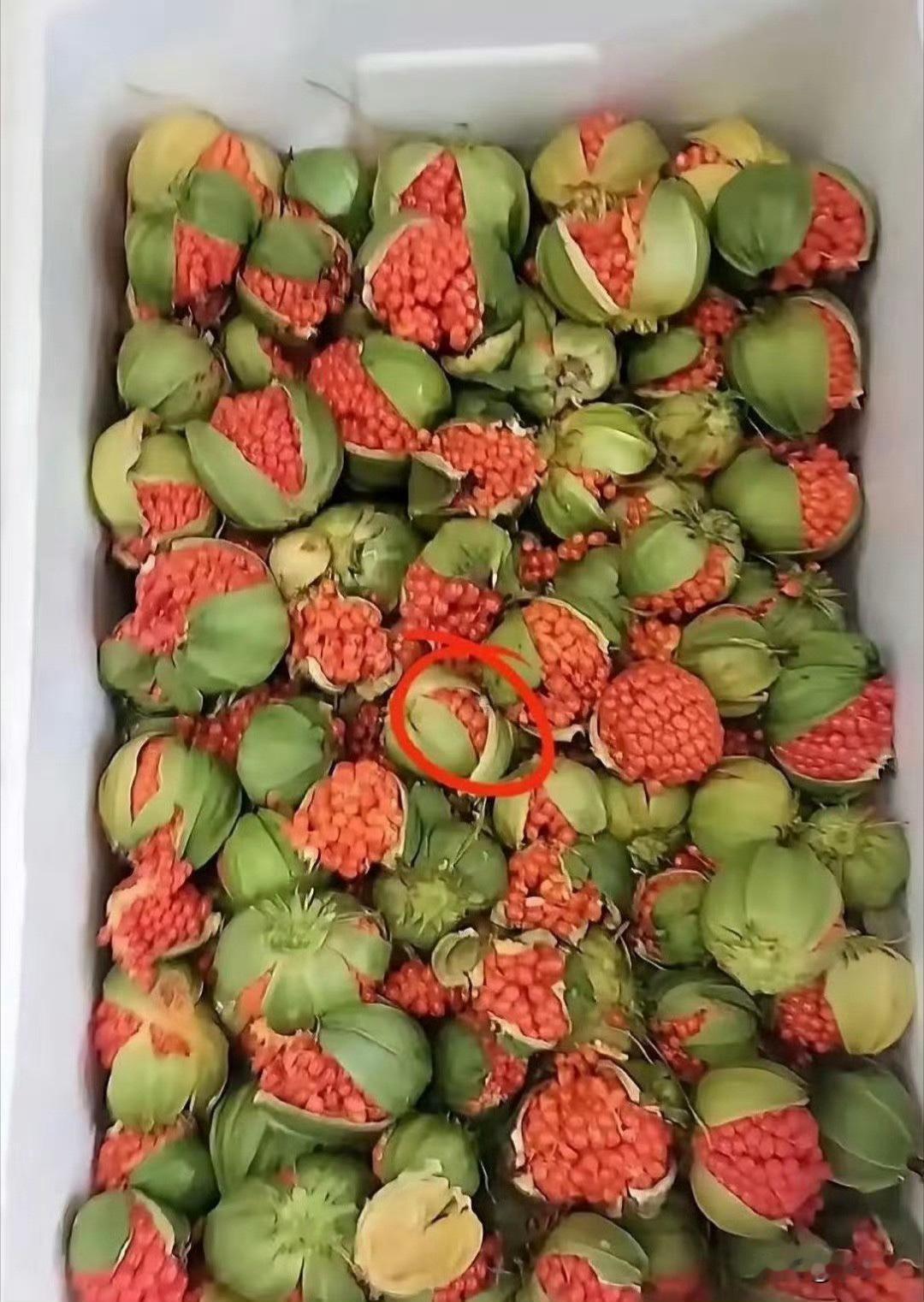 你认识这个果子的吗？能吃吗？
