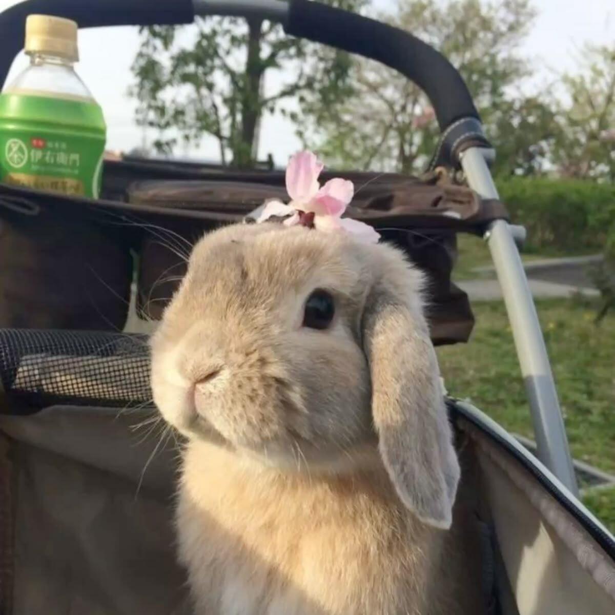 🐰⋆｡˚ ❀ 