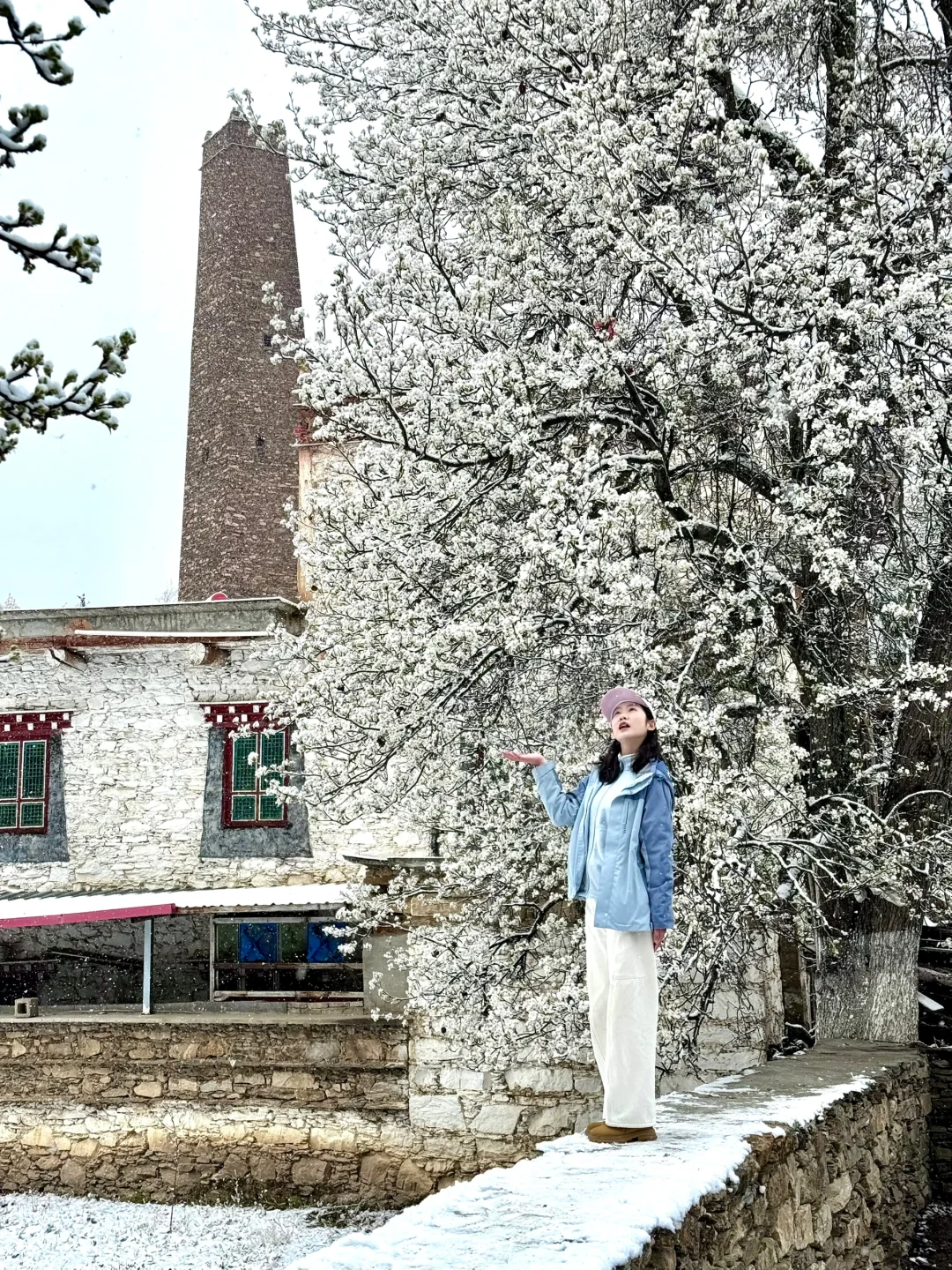 3.30！！中路藏寨实拍！！雪中的梨花，太美了……