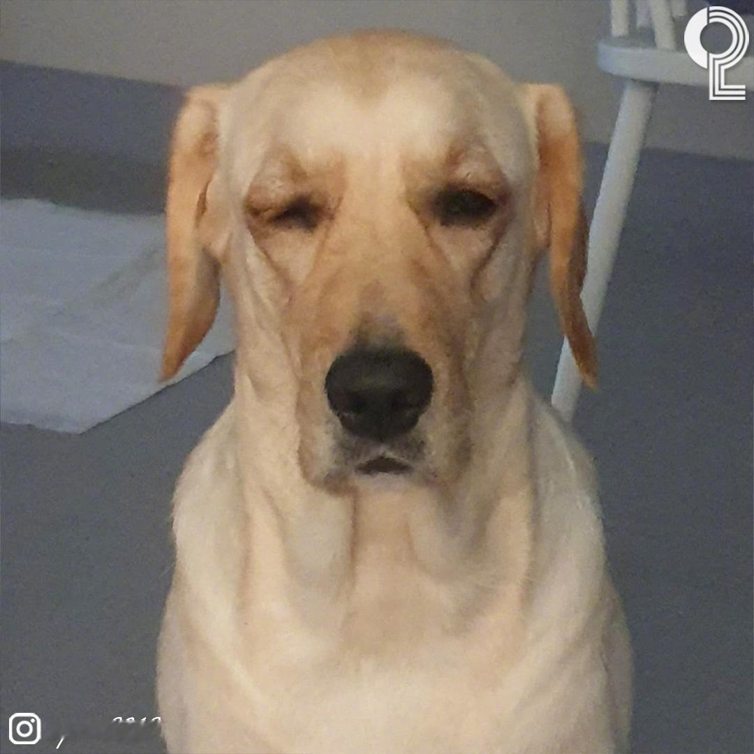 小狗困成狗也不睡的原因 海外新鲜事 热点现场