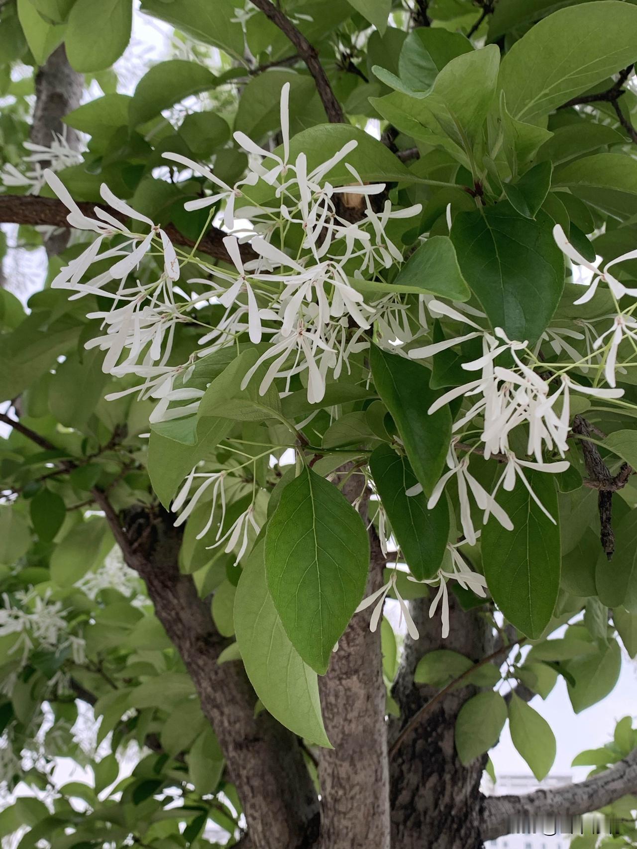 暮春时节，丁香花悄然绽放，是春日里清雅又温柔的风景。

丁香花小巧玲珑，一簇簇、