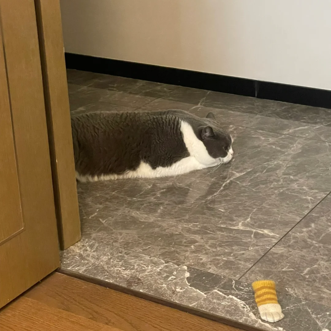 猫猫高铁🚅开出来了