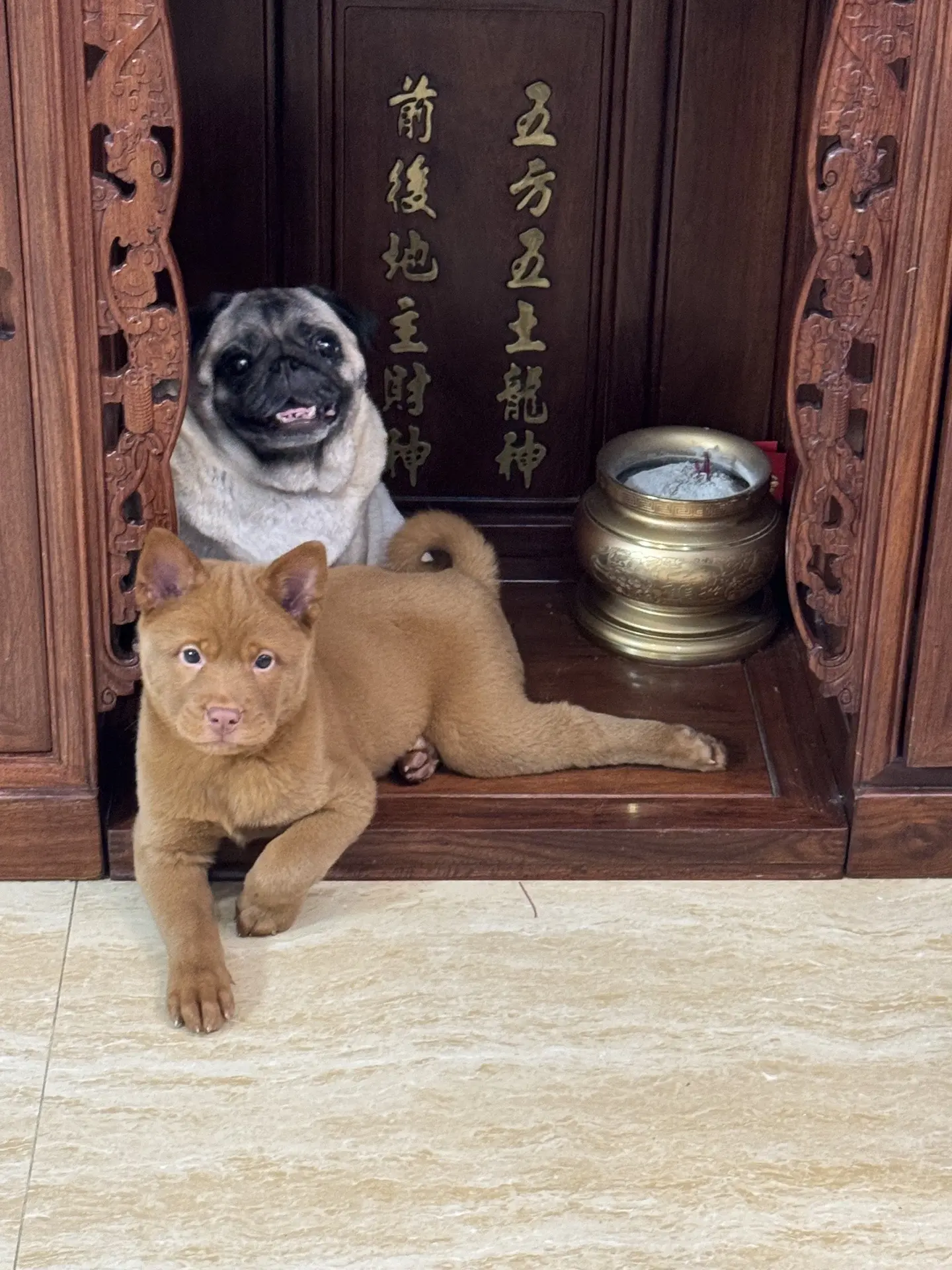 你有发财猫，我有发财狗。