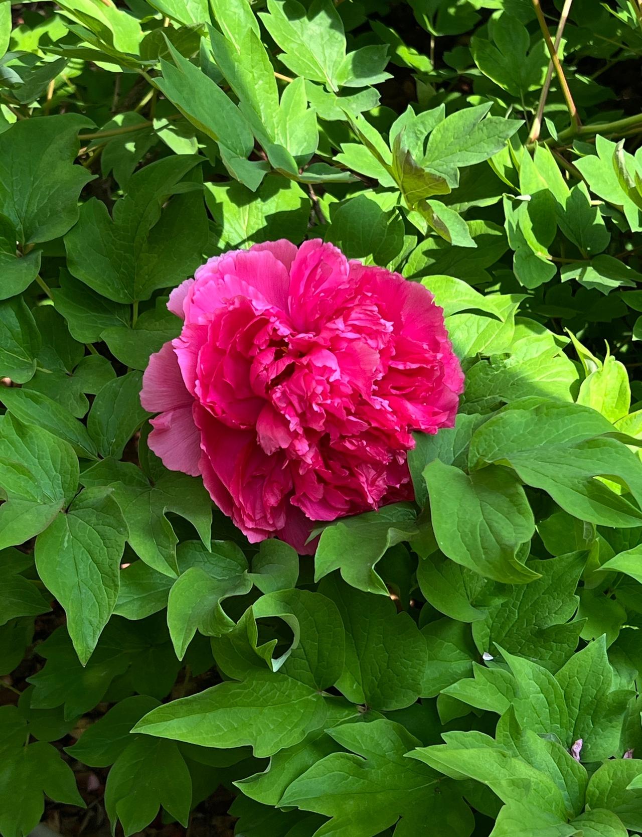 分享一下你随手拍下的照片小区里的牡丹花也很漂亮，在绿叶的衬托下显得格外耀眼，靓丽