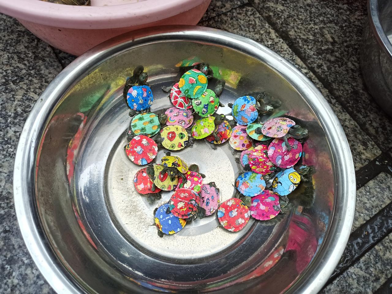从来没有见过这种乌龟，背上花花绿绿的。

在菜市场看到有人卖这种有图案的乌龟，问