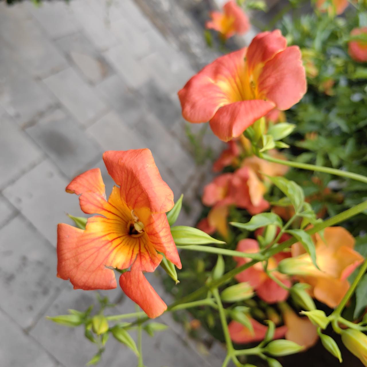 借着家里卫生间的装修,打算把这住了20年的房子也刷一下。

早上8点房屋翻修的人