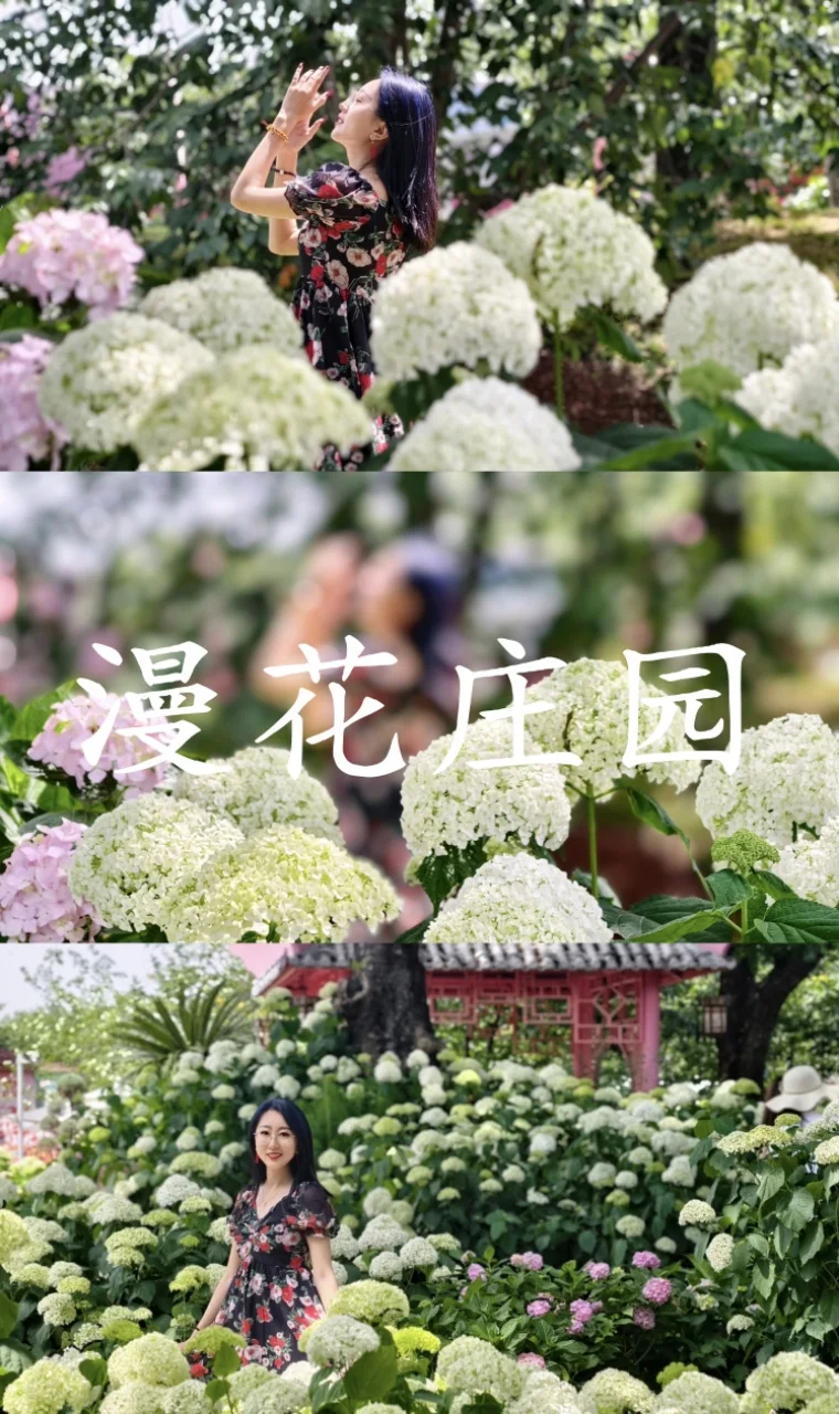 成都漫花庄园中 🌿中华木绣球盛开成雪海