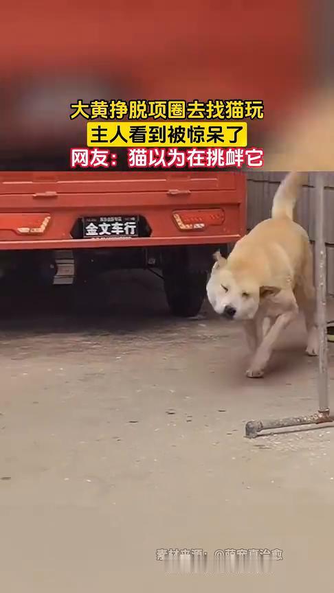 大黄挣脱项圈去找猫玩，主人看到被惊呆了。
萌宠真治愈。
网友：猫以为在挑衅它。