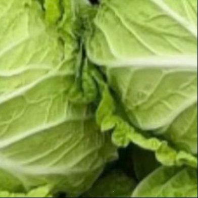 种植 0000白菜的种植方法一、选种与选地根据季节选合适品种，如秋冬选耐寒的“北