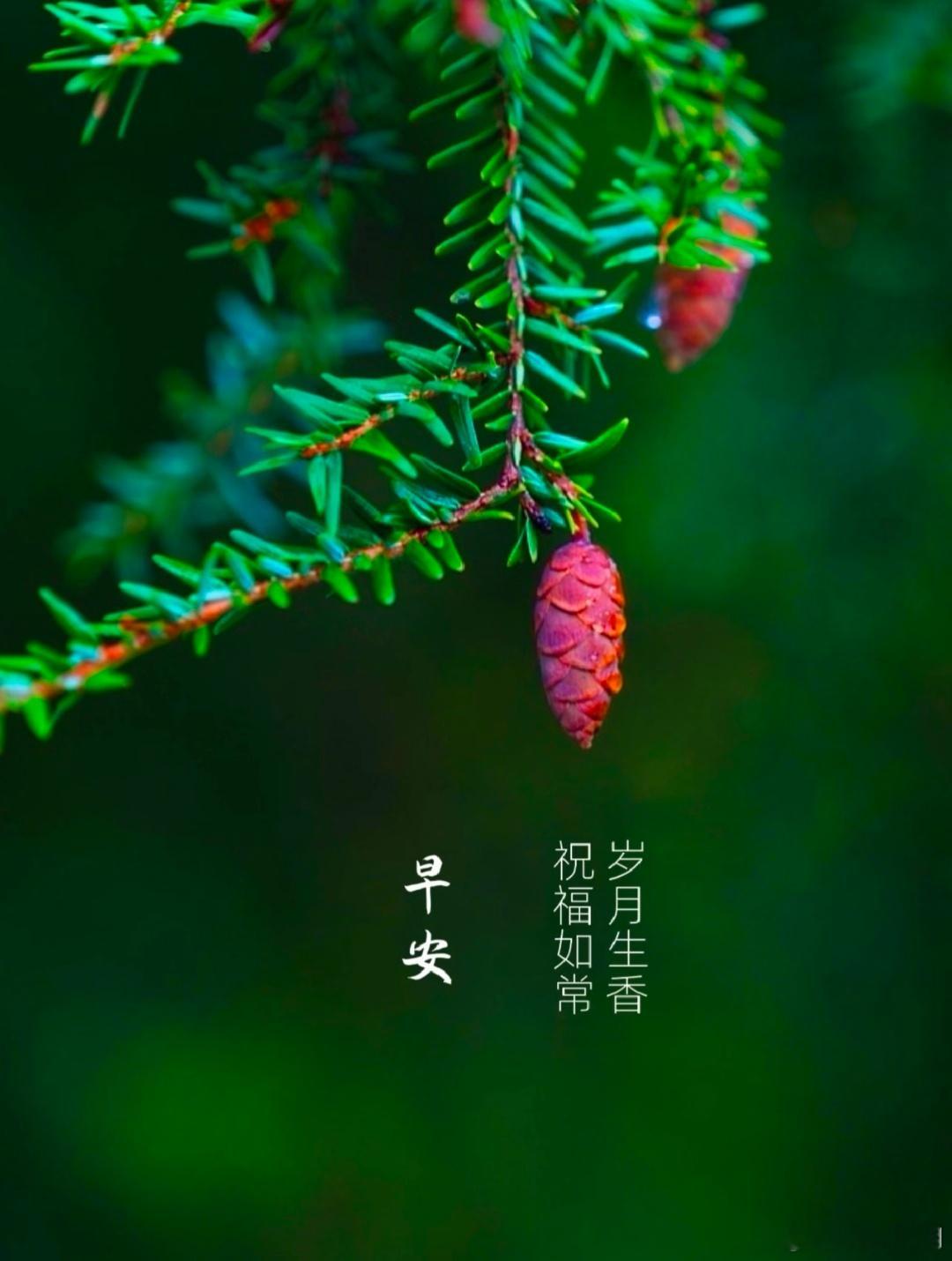 早安。松间有清露，岁月自生香。愿你今日，心有清欢，万事顺意。 