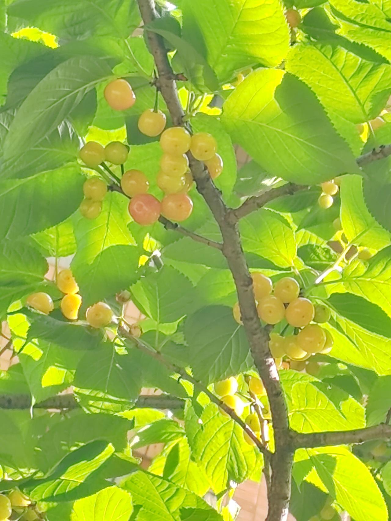🍒🍒🍒 枝头樱桃一天天泛红，看着就要熟透啦。
        阳光裹着清甜