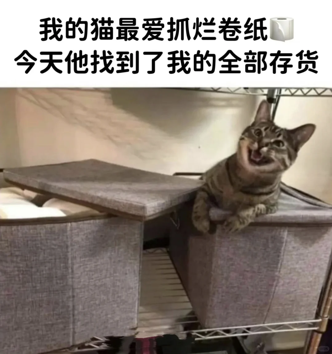 今日份的猫猫梗图