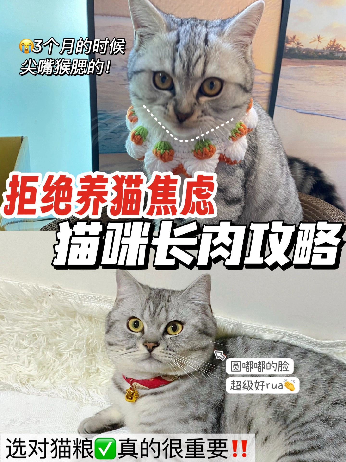 猫咪长肉攻略！3月胖6斤！拒绝选粮焦虑！