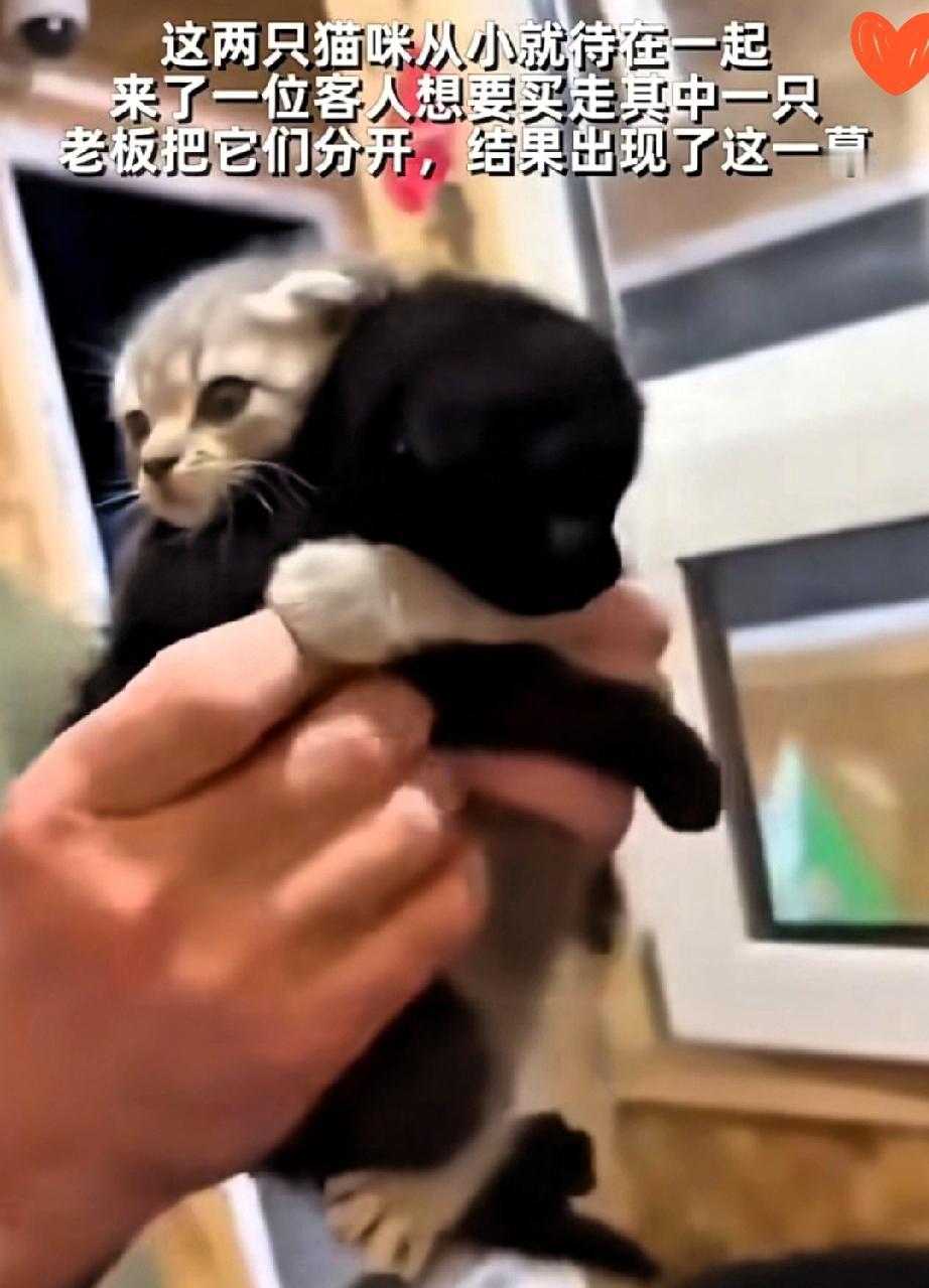 谁能拒绝动物用本能写就的温柔啊！

两只小猫紧紧相拥不愿分离的画面，直接戳中了心