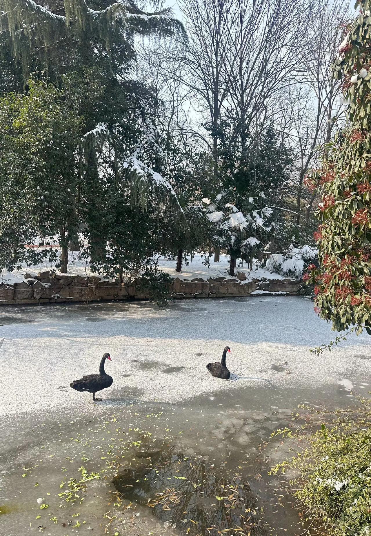 黑天鹅真耐寒啊。
      在冬季湖面结冰时，还会在冰面行走，寻找未结冰的水域