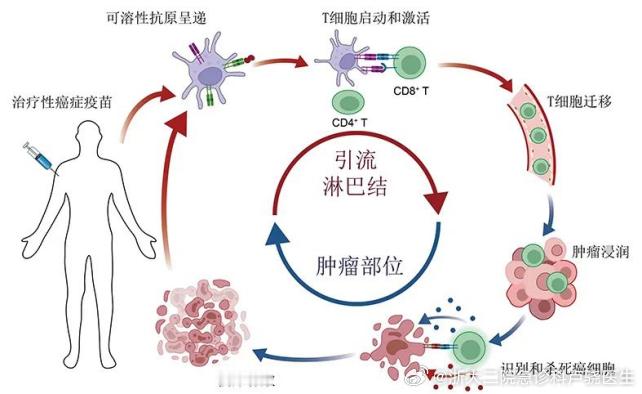 男生接种HPV疫苗很有必要    男生也要预防HPV 治疗性疫苗，顾名思义，将疫