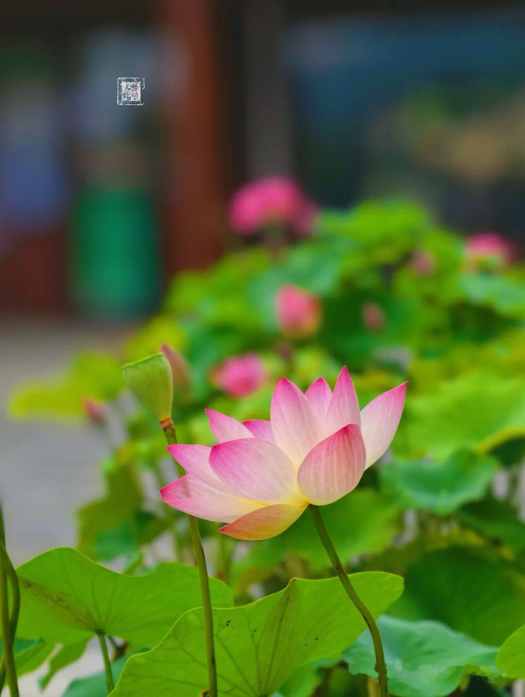 【中吕 · 满庭芳】夏晚游园

夕阳影长。柳堤舒翠，溽暑撩香。粉荷淡荡蜻蜓浪，倦