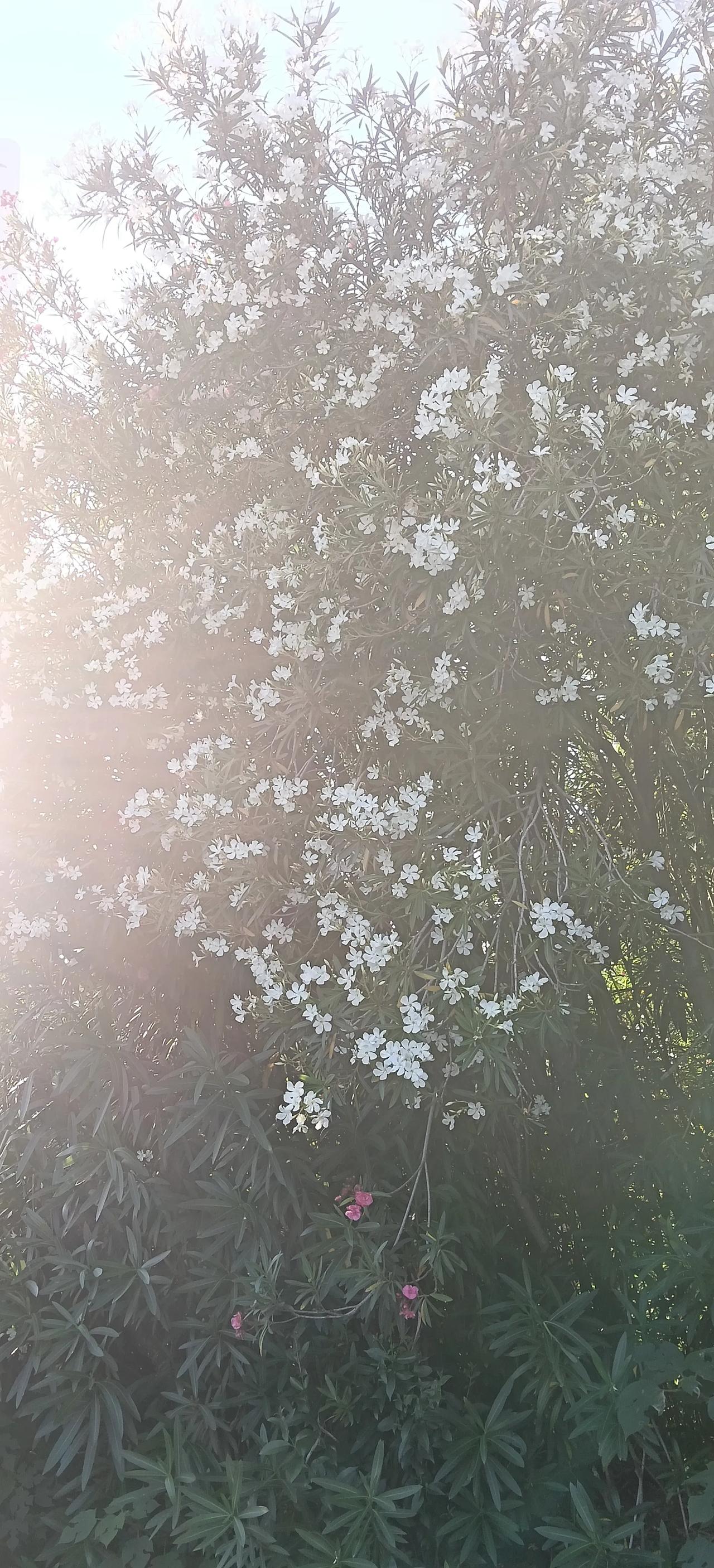 朱元璋为何要杀刘伯温?
朱元璋忌惮刘伯温的智谋与威望，担心其威胁皇权，最终动了杀