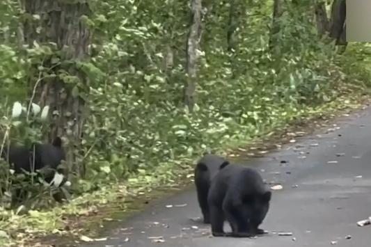 日本熊尸堆成山，焚化炉烧到冒烟！一个小镇杀熊数量暴涨17倍，尸体多到只能扔野外。