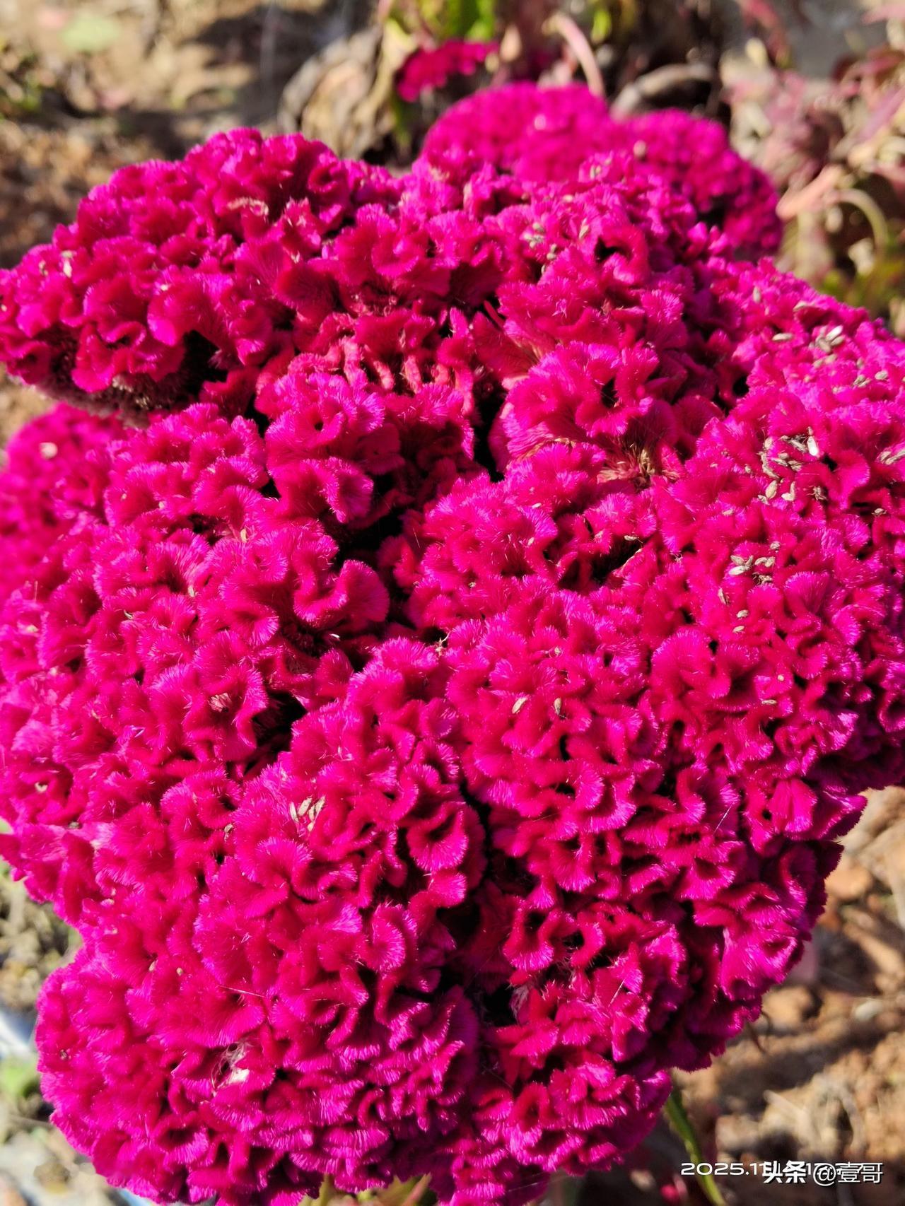 晒图笔记大赛这花漂亮吧，随时拍的照片，看见在路边的地里长得不错，你们知道它叫什么