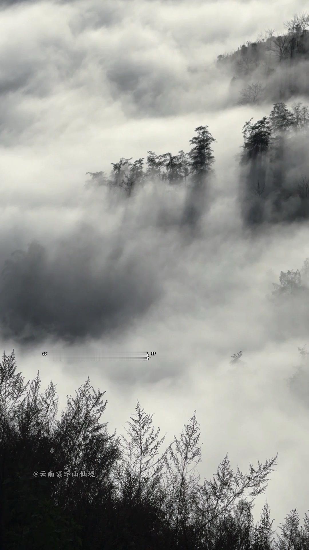 🌫️哀牢山的清晨，雾从山谷漫上来，整座山林都成了流动的水墨画。远处的树影若隐若