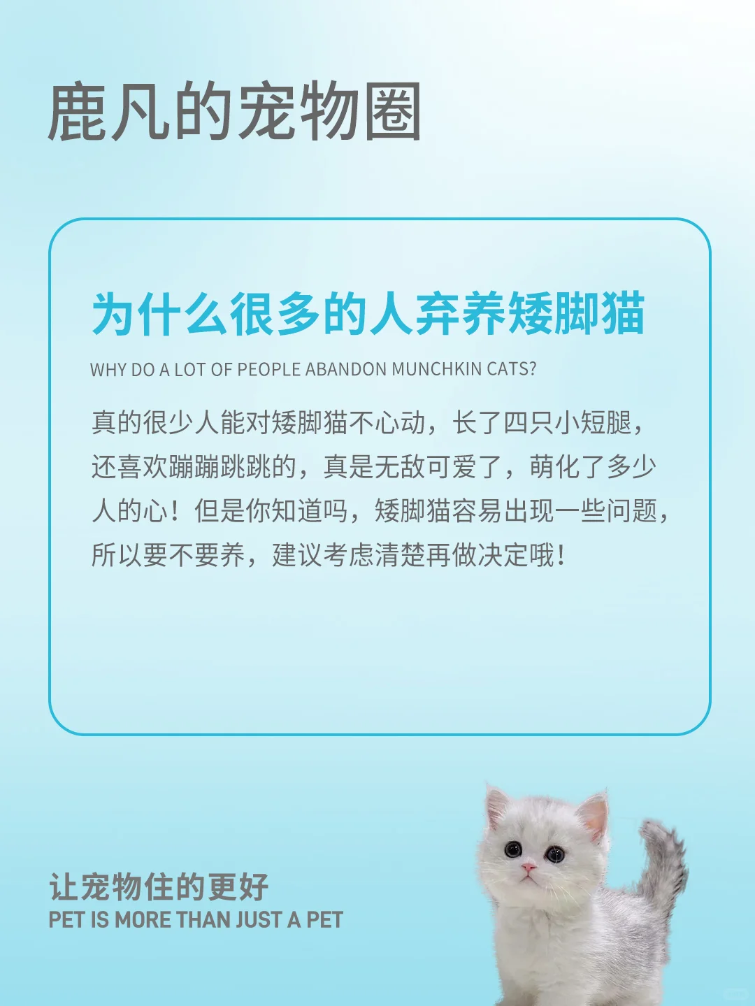 为什么越来越多的人弃养矮脚猫