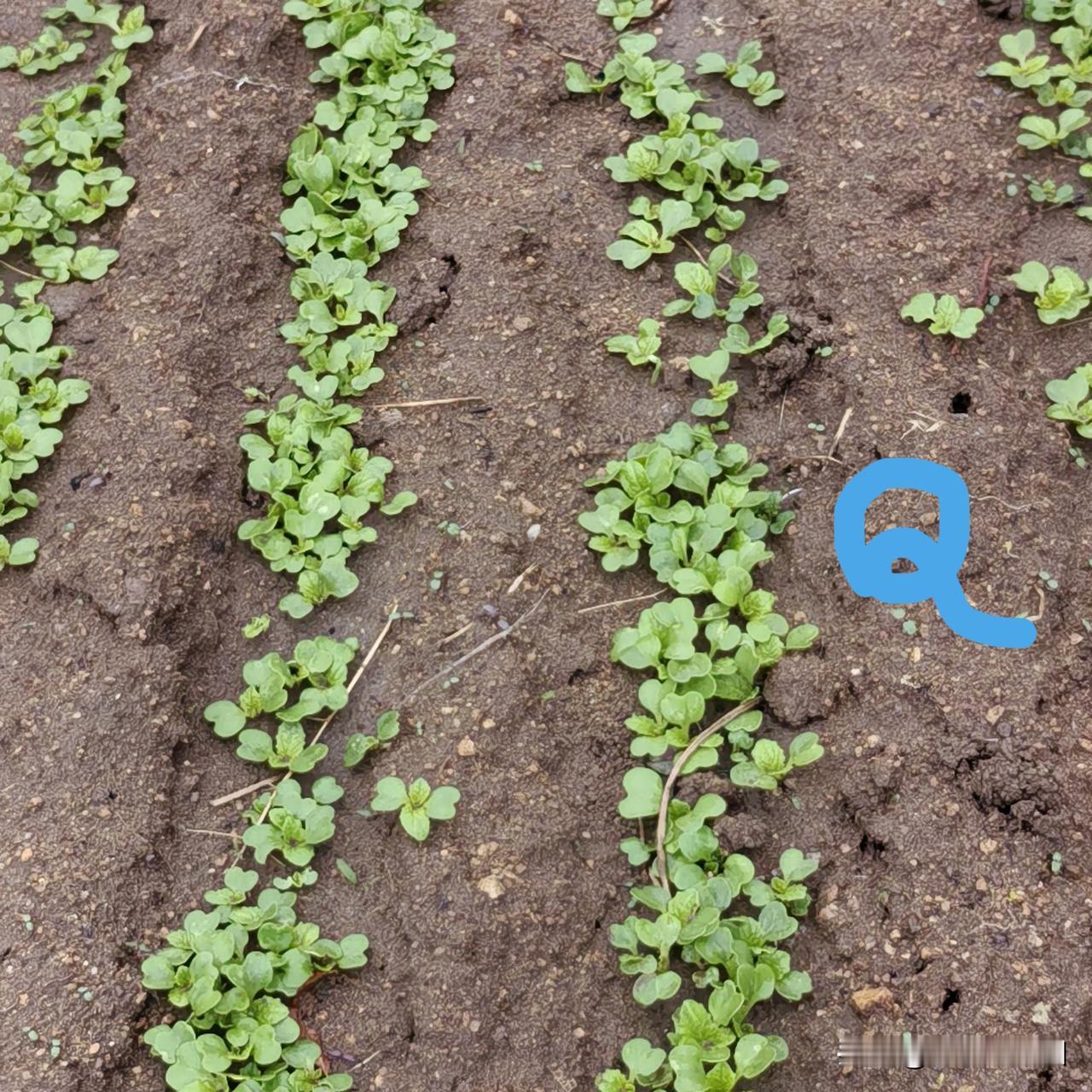 雨后浇菜，3大好处，特别是小春苗，雨后必换水，不然轻则打蔫，重则死苗。

今日一