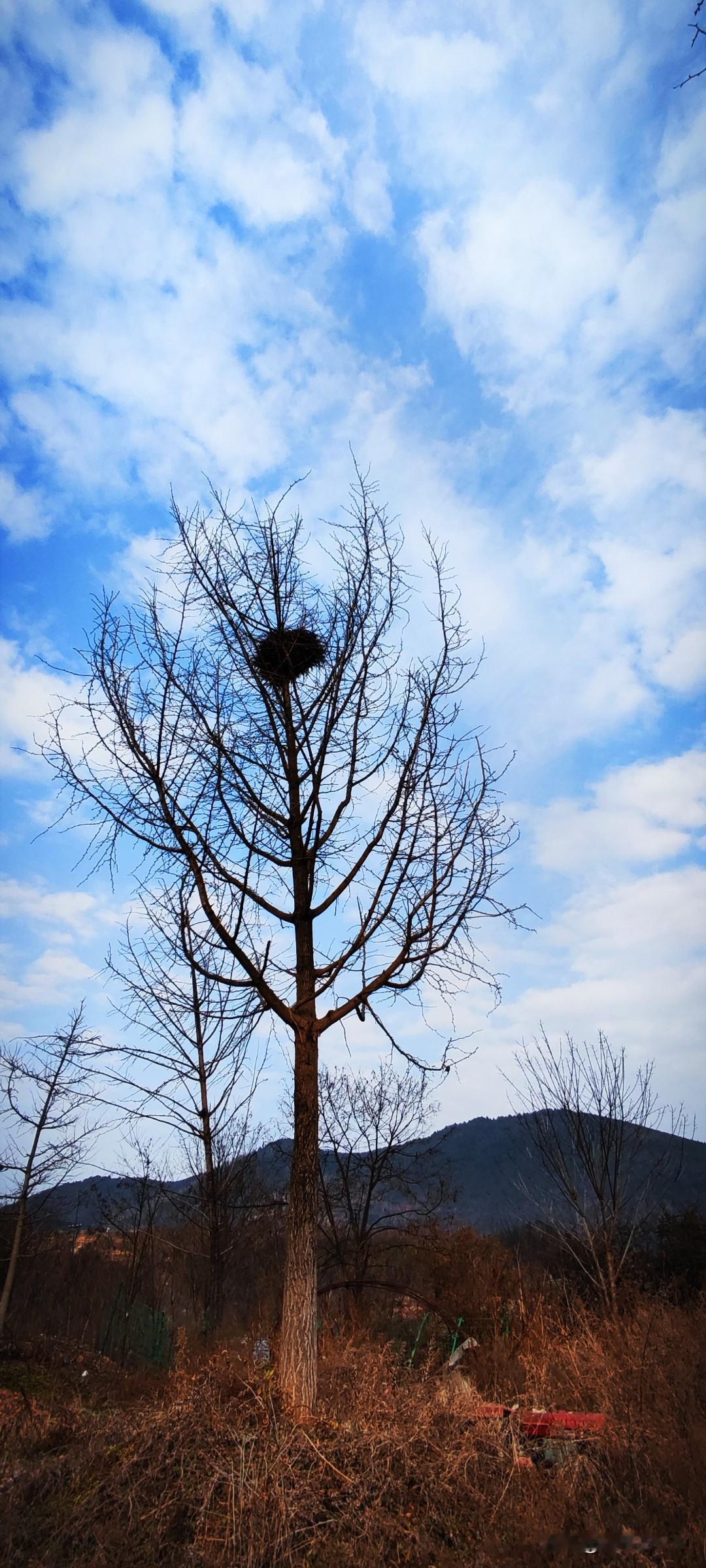偶遇的冬日温暖一幕友人们忙着拍照剪火棘果遛狗，我只想望天：云淡风轻的天底下，喜鹊