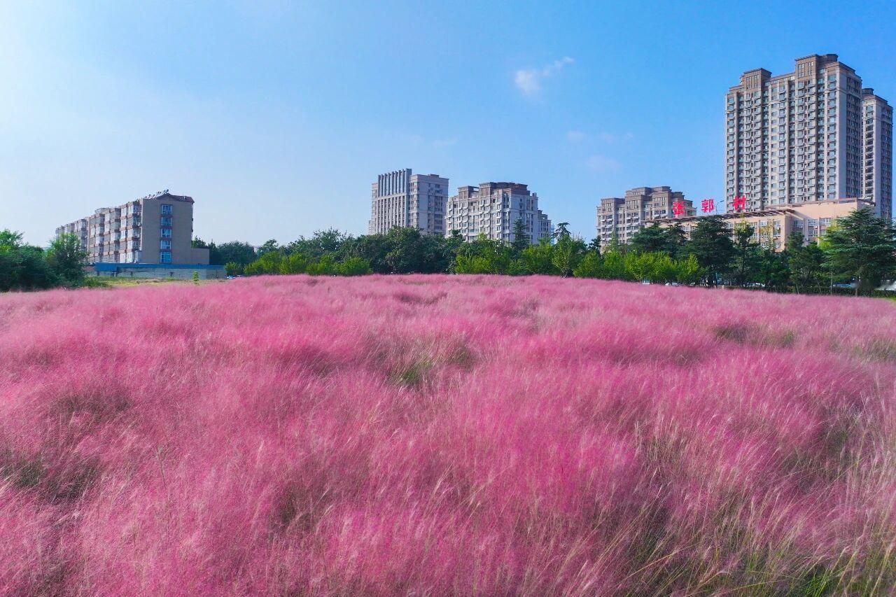 每到初冬，日照总藏着些让人惊喜的小确幸。这不，山东省日照市迎宾路南侧和科技馆南侧