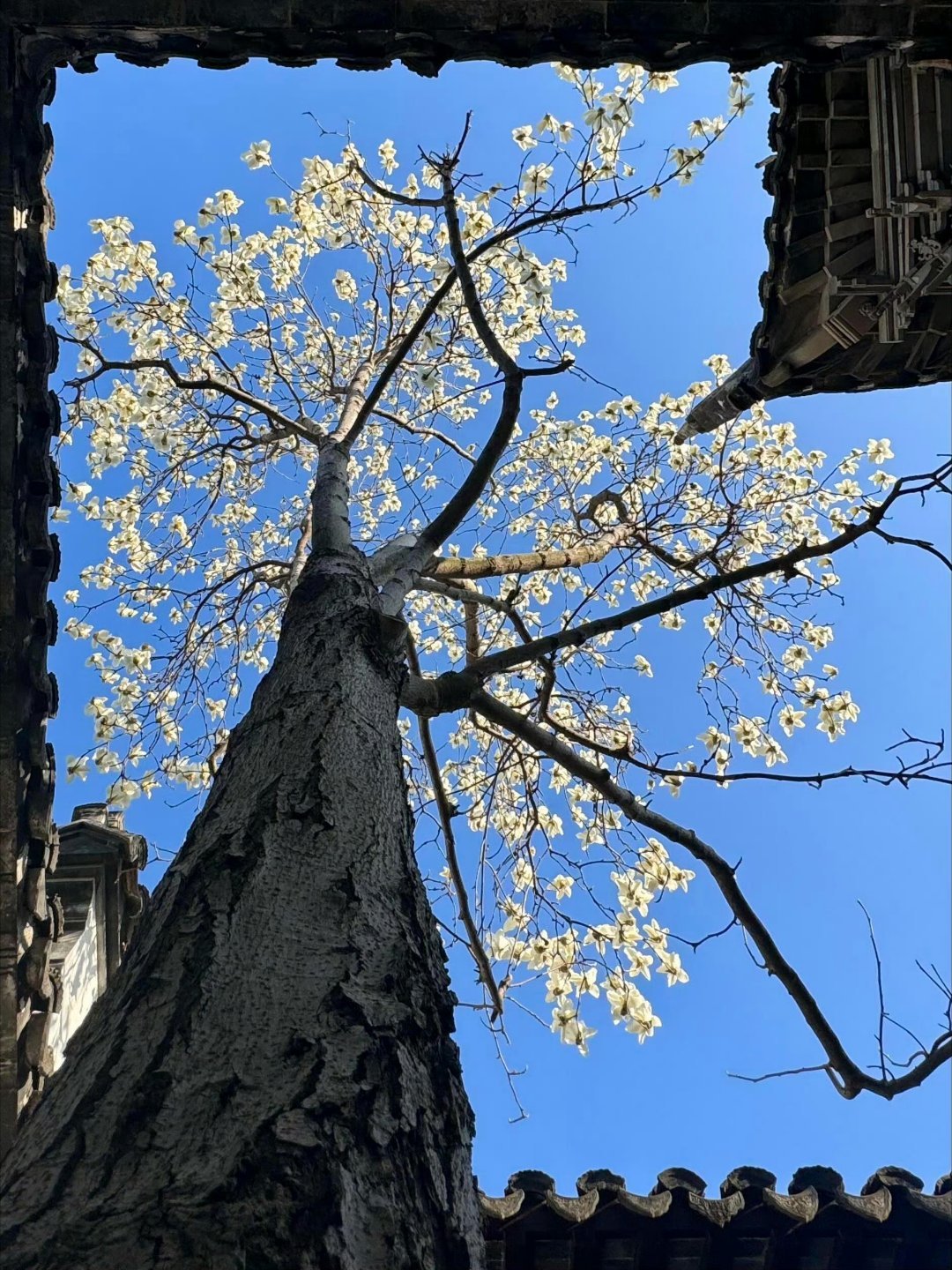 树会拥抱每个抬头的人🌳 ​​​