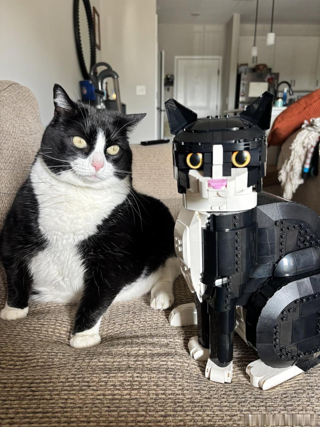 猫宁 