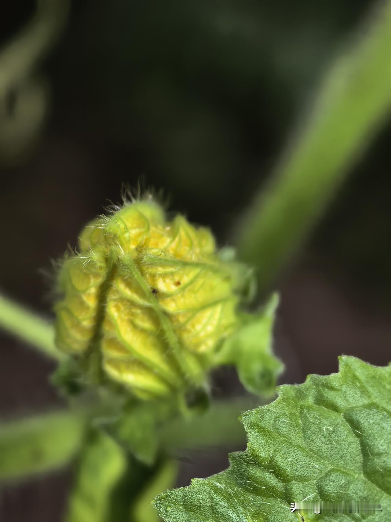 发一张你相册最近拍的花今天早上拍的含苞待放的冬瓜花，没有多少颜值，但一朵花或许就