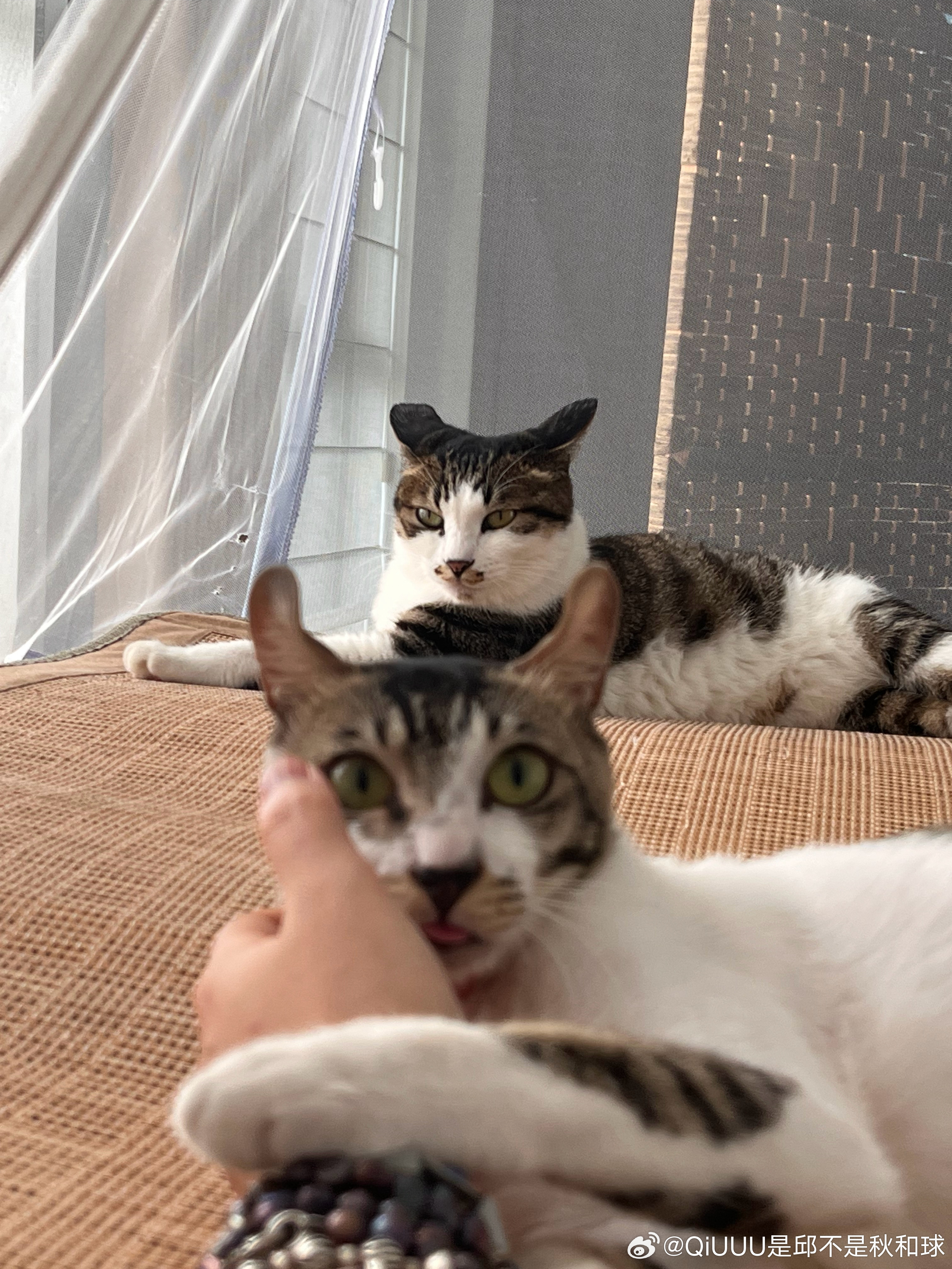 小满是臭烘烘的啥猫 