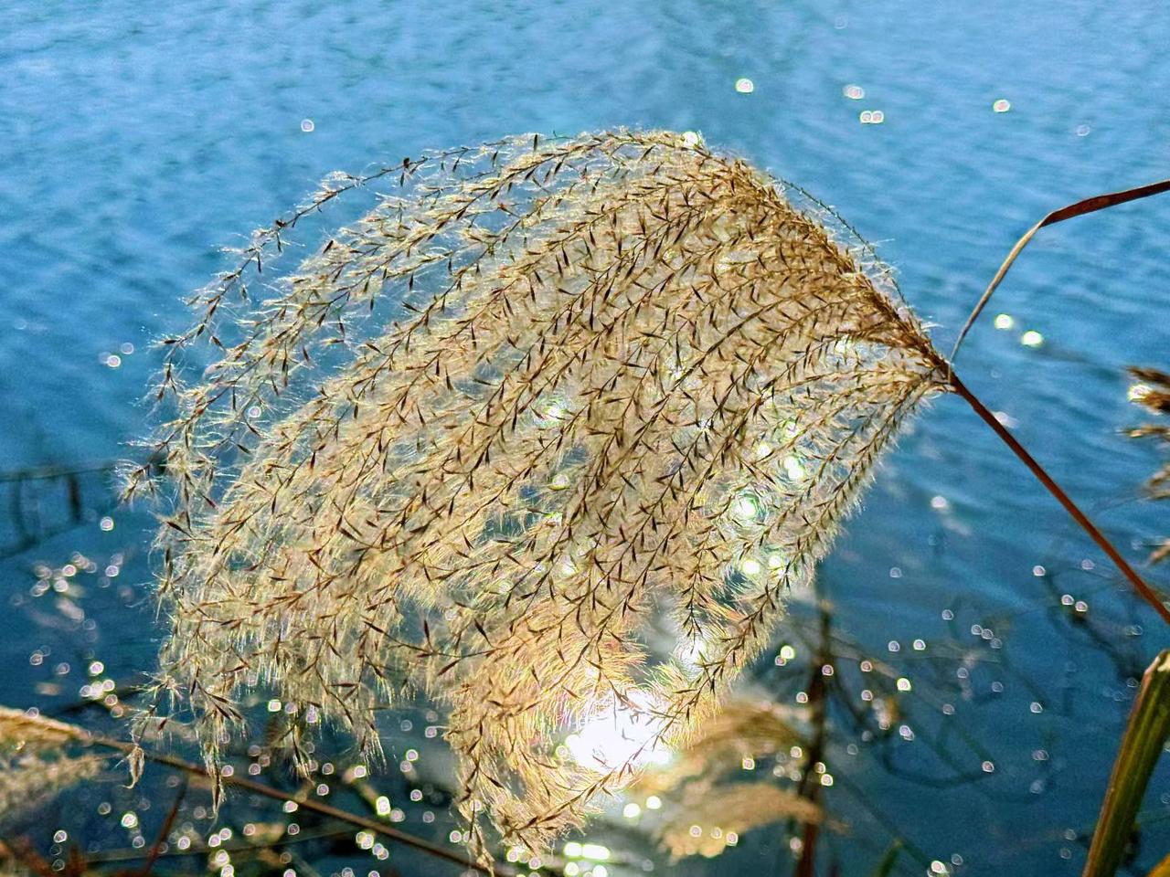 初冬的芦花，是岁月沉淀后的低语。朔风一起，水畔那素洁的穗子便如雪般摇曳，不争不闹