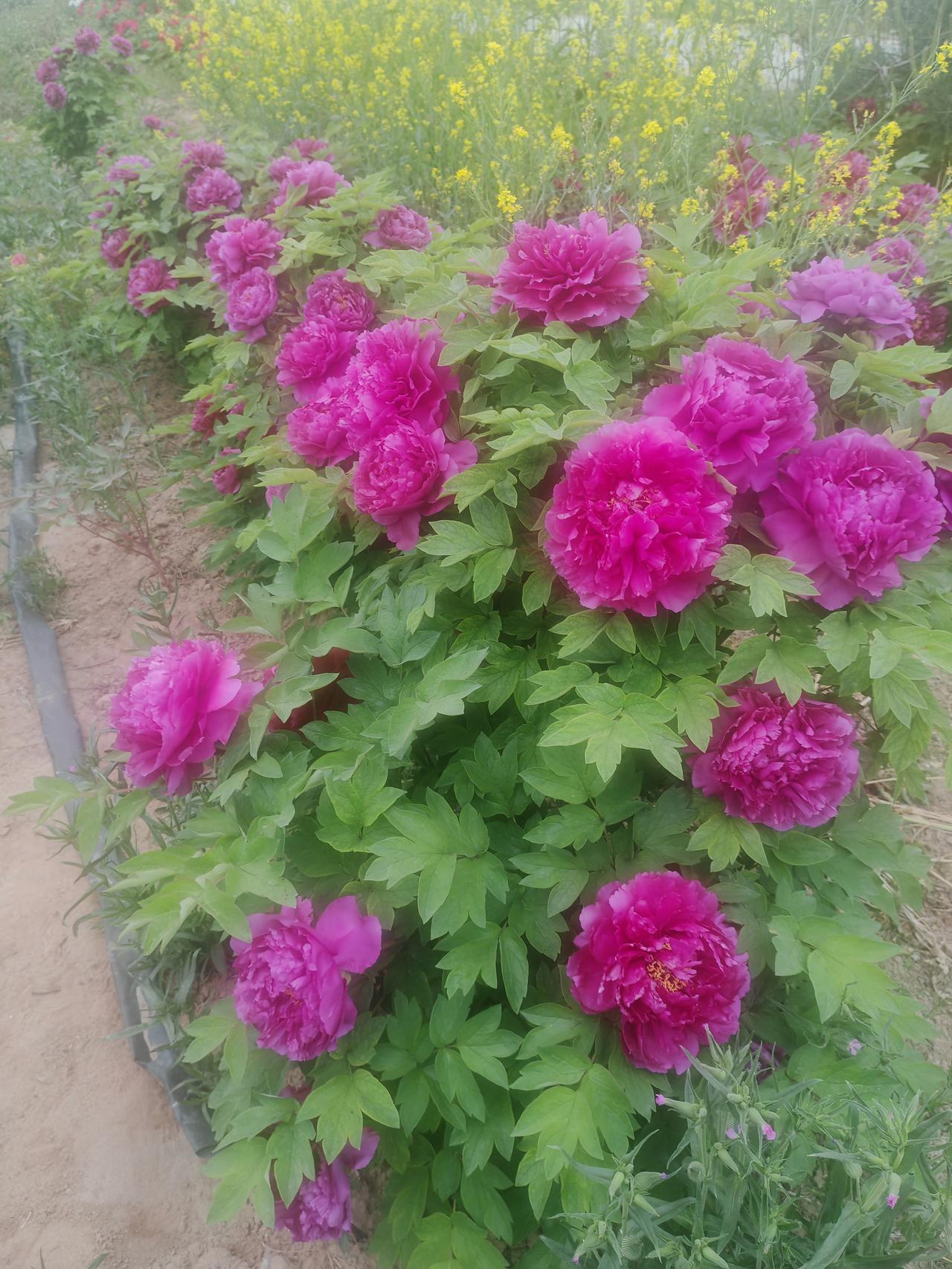 晒一晒你拍的牡丹花暮春时节，田埂边的牡丹开得正盛。层层叠叠的玫红花瓣饱满雍容，像