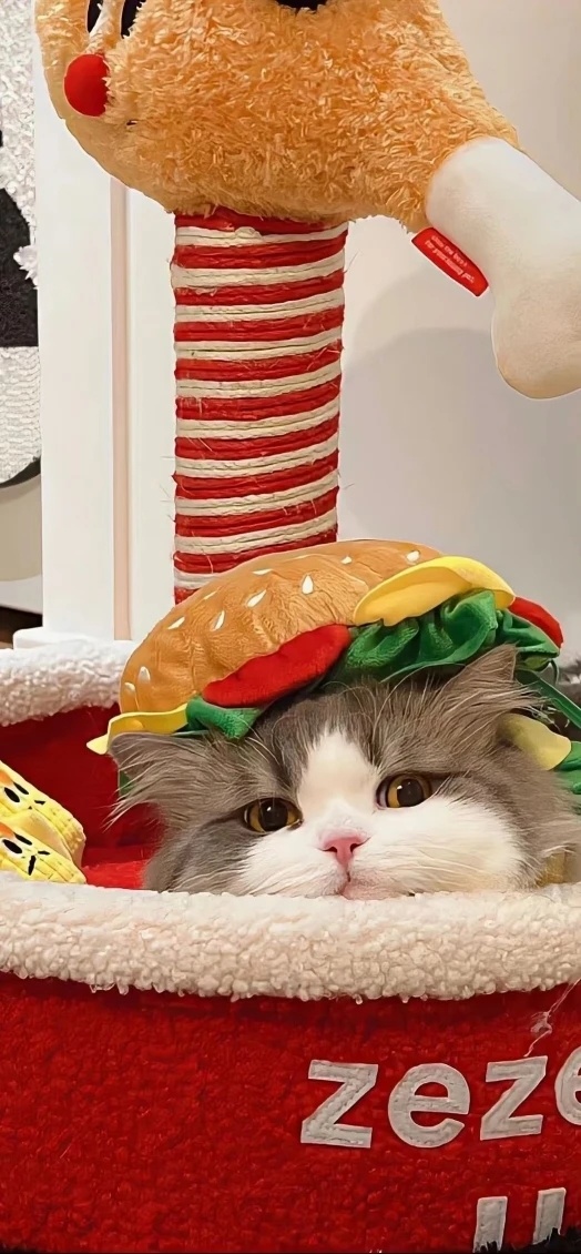 𝙎𝙝𝙖𝙧𝙚丨壁纸°★休想逃出本喵の爪爪ฅ^•ﻌ•^ฅ☆.治愈丨高清无水