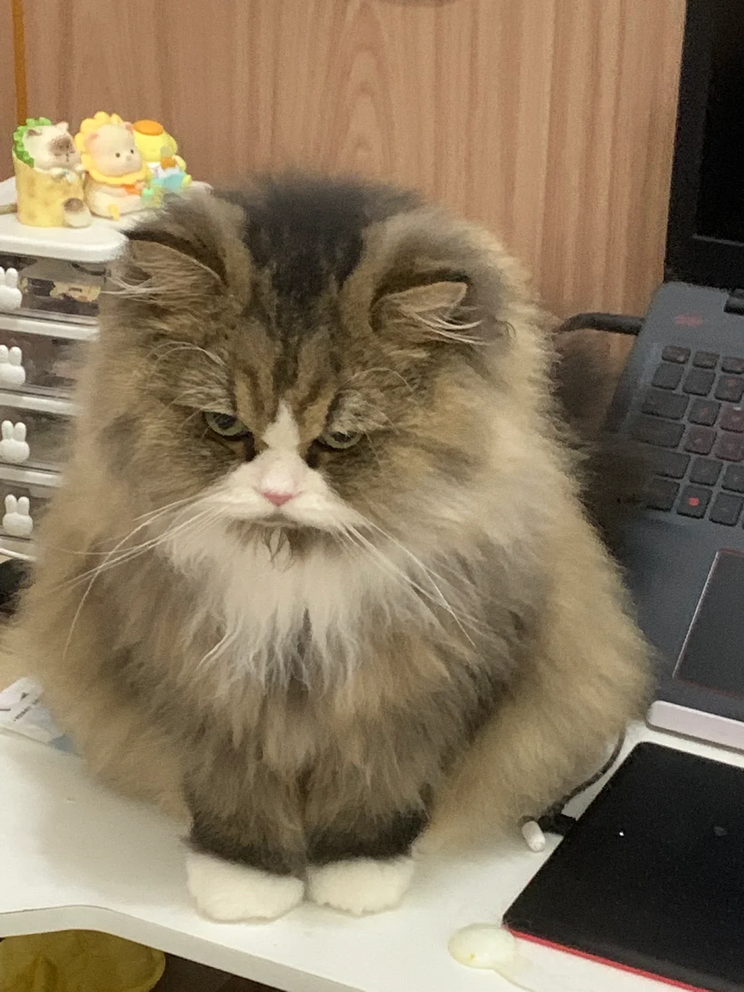 猫一旦开始上班 就有一种挥之不去的班味儿