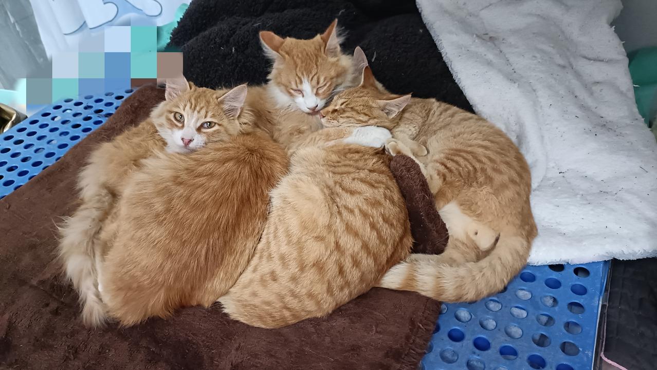 今天气温骤降，在外面疯玩了一夜的小猫们终于疲惫不堪，挤在一起呼呼大睡，看的可爱极