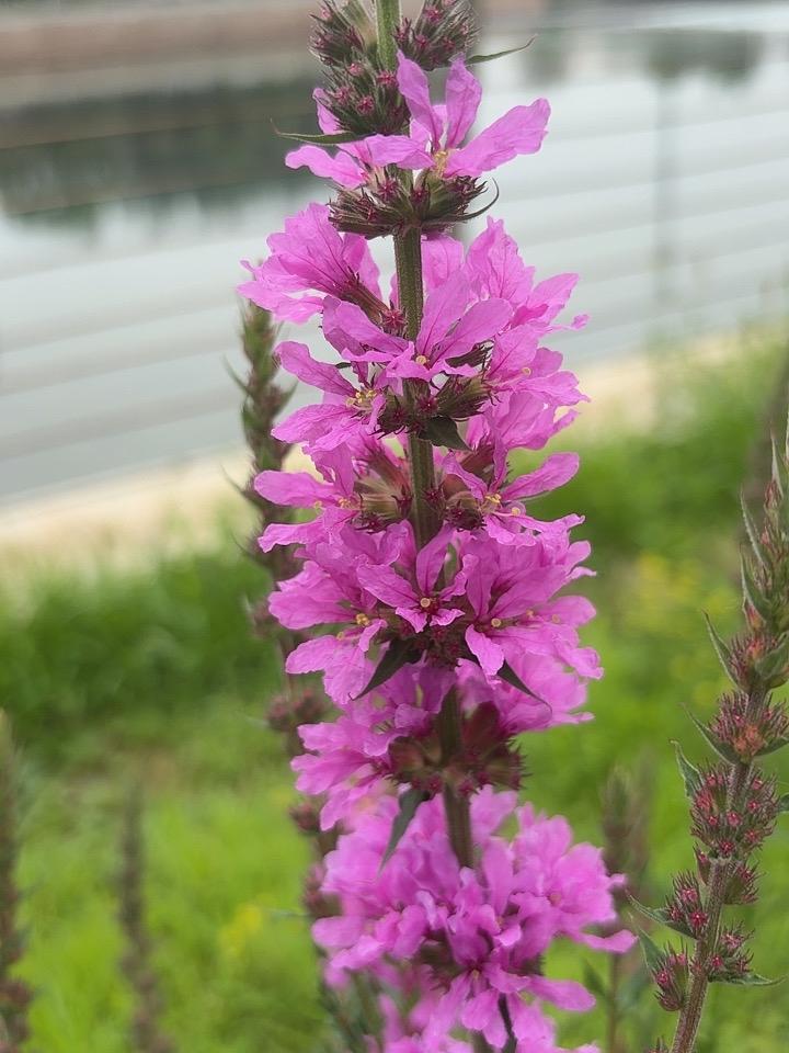 人间最美是夏天，
五彩斑斓在眼前。
姹紫嫣红陶醉你，
花香鸟语似花园。