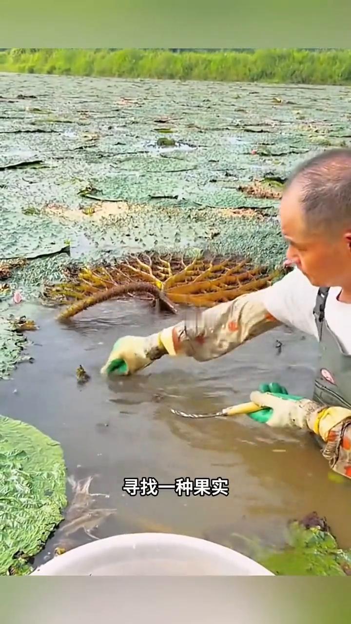 眼前这个大爷正在池塘里掀开荷叶寻找一种果实。如果我不说，我相信有很多年轻人不知道