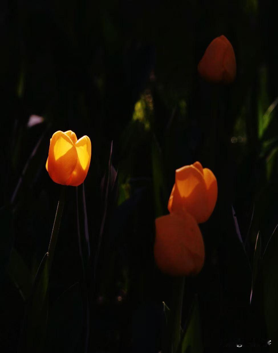 树下种植了大片郁金香，由于树荫的遮盖，阳光漏下来很少。但漏下来的一束光线照在哪个