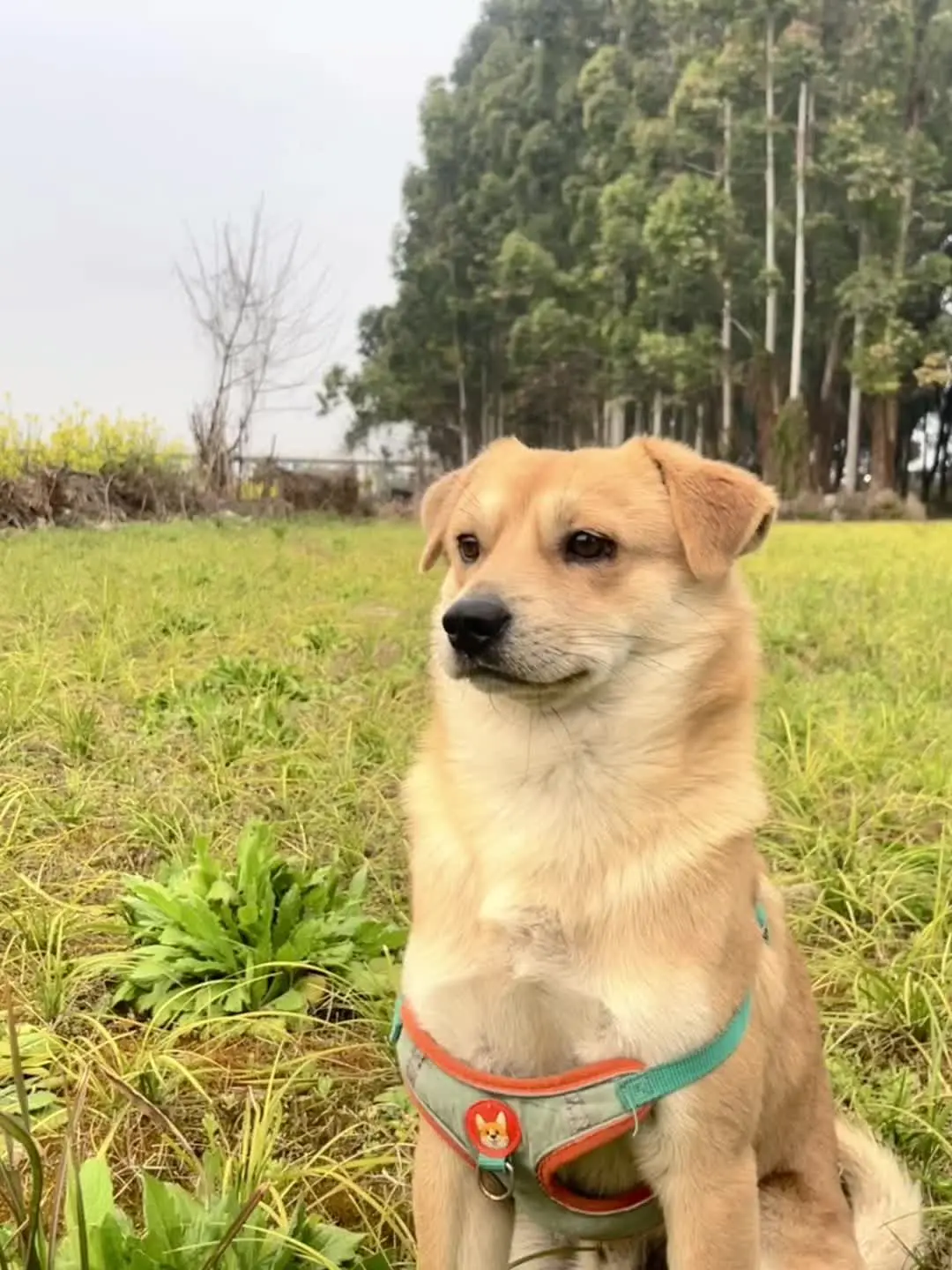 今天走颜值路线